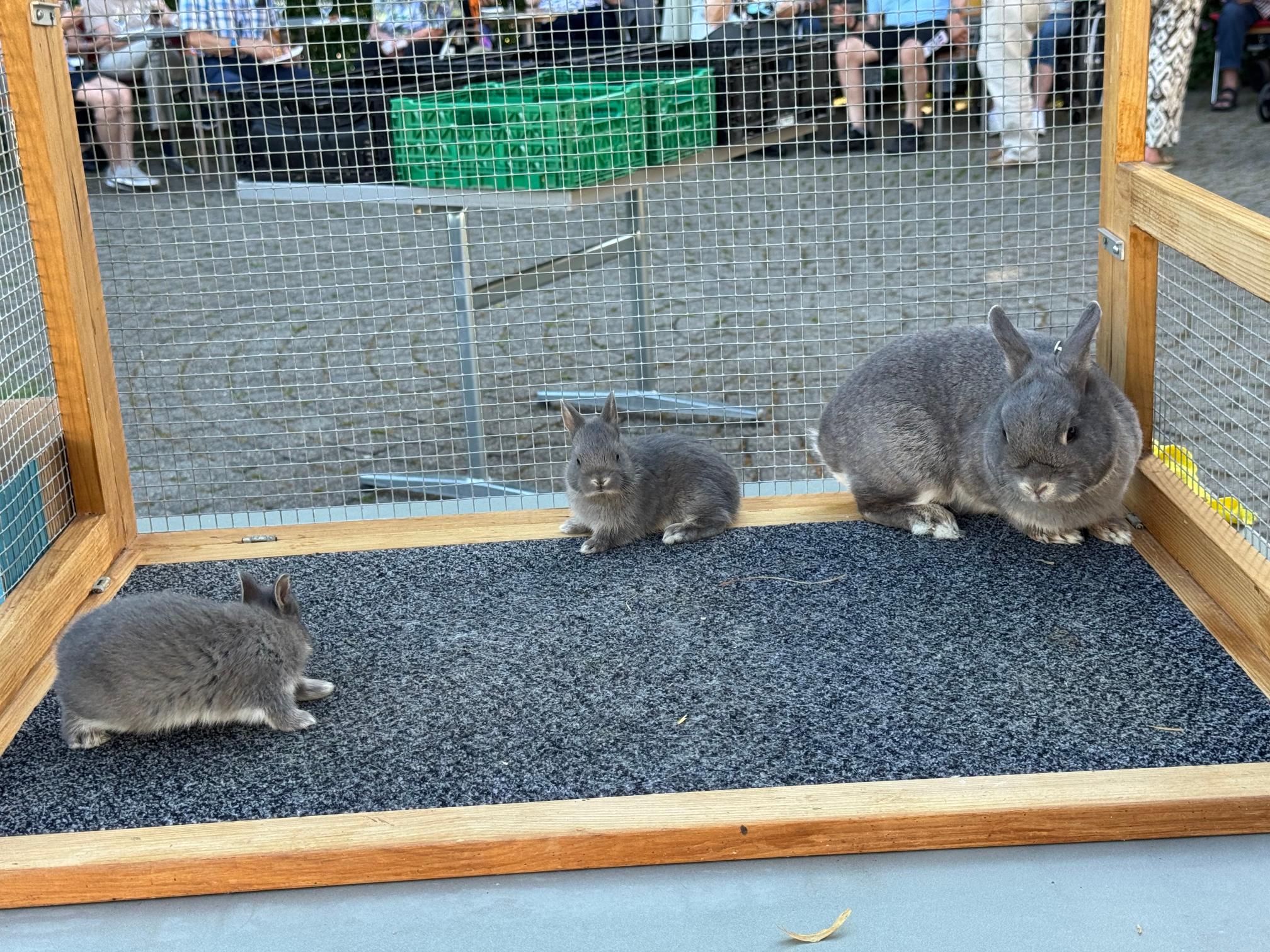 2026.06.18 Sommerabend tierischer Abend (33)